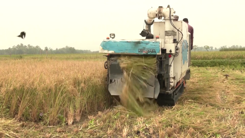 হঠাৎ বন্ধ কম্বাইন্ড হারভেস্টারে ভর্তুকি, চালের দাম বাড়ার শঙ্কা